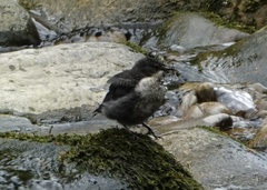 Cinclus cinclus gularis