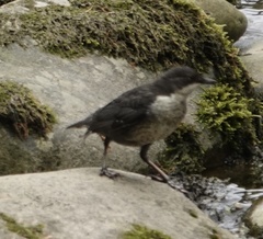 Cinclus cinclus gularis