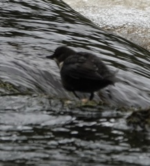 Cinclus cinclus gularis