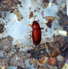 Philothermus glabriculus