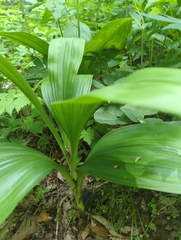 Veratrum parviflorum
