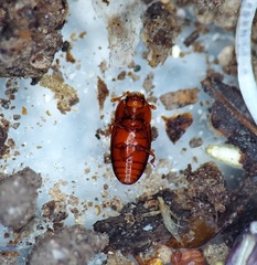 Philothermus glabriculus