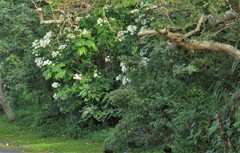 Montanoa grandiflora