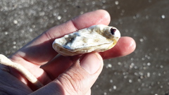 Ostrea puelchana