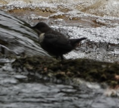 Cinclus cinclus gularis