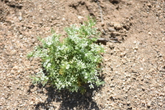 Spermolepis lateriflora