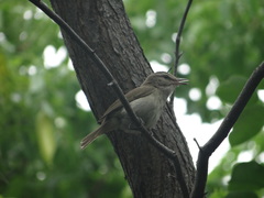 Vireo magister