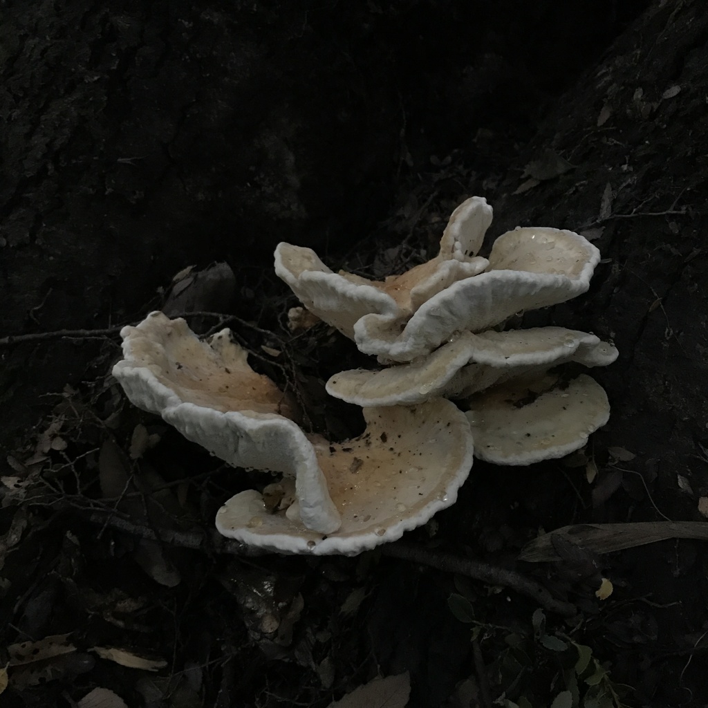 Bondarzewia guaitecasensis · May 2022 · photo: © cristianriquelme (iNaturalist, cc-by)