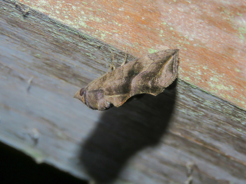 Oraesia excitans