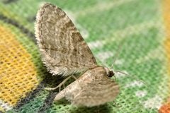 Eupithecia haworthiata