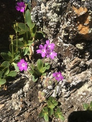Primula pedemontana