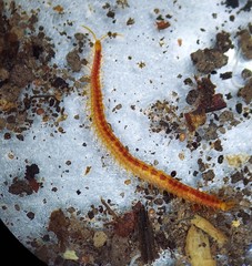 Strigamia branneri