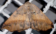 Prochoerodes forficaria