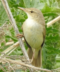 Acrocephalus dumetorum