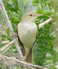 Acrocephalus dumetorum