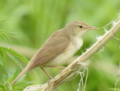 Acrocephalus dumetorum