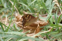 Pararge aegeria