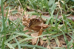 Pararge aegeria