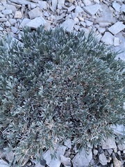 Astragalus tridactylicus