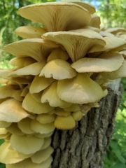Pleurotus citrinopileatus