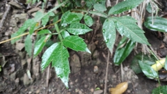 Angiospermae