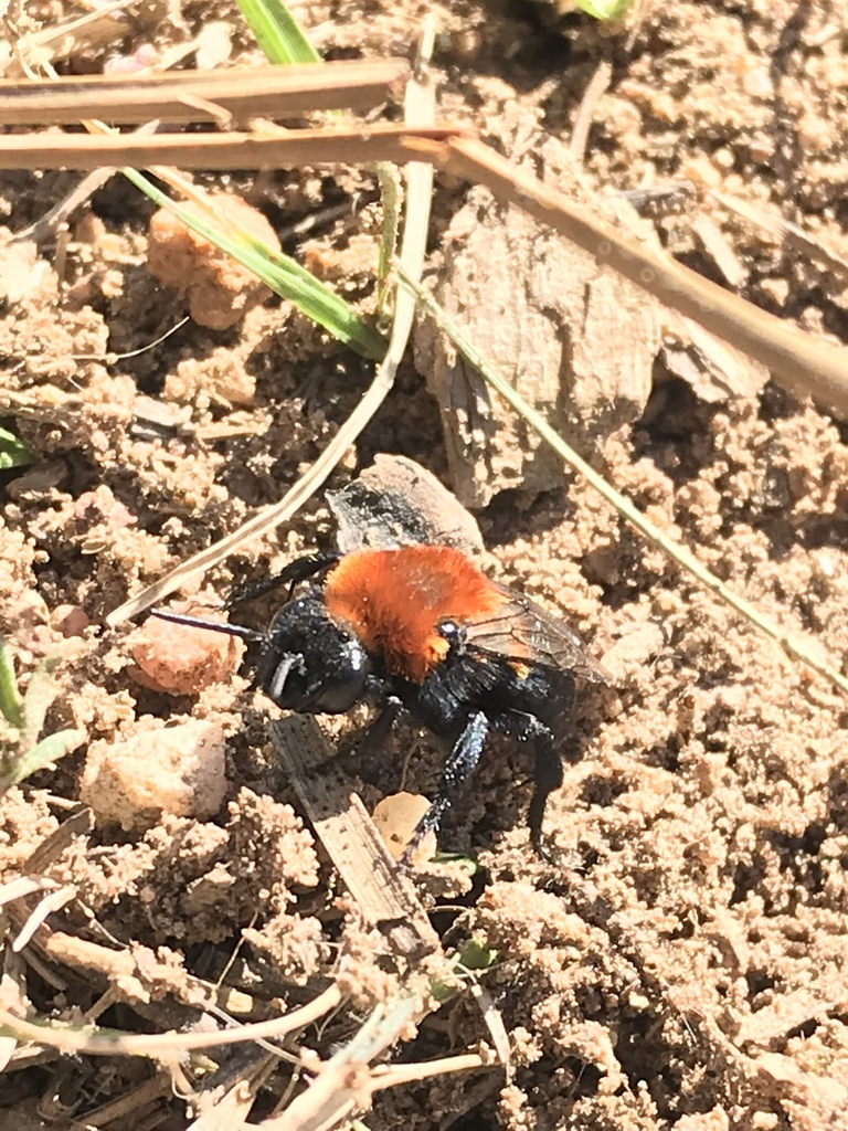 Melecta pacifica fulvida