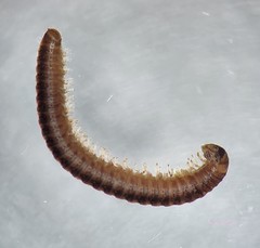 Brachyiulus pusillus