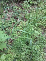 Bromus vulgaris