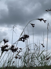 Rhynchospora microcarpa