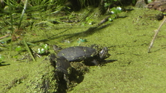 Kinosternon hirtipes