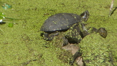 Kinosternon hirtipes