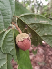 Quararibea asterolepis