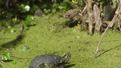 Kinosternon hirtipes