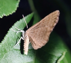 Euchoeca nebulata