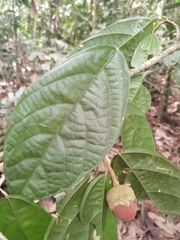 Quararibea asterolepis