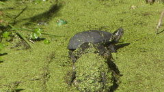 Kinosternon hirtipes