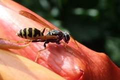 Polistes dominula