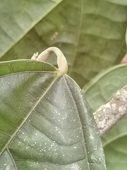 Quararibea asterolepis