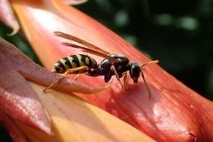 Polistes dominula