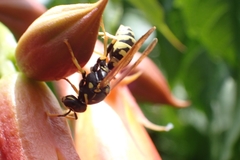 Polistes dominula