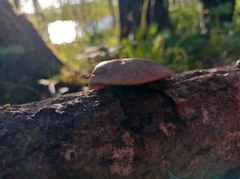 Pleurotus calyptratus