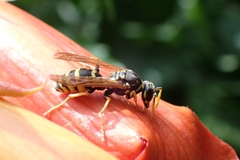 Polistes dominula