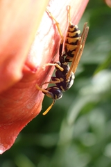 Polistes dominula