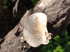 Pleurotus calyptratus