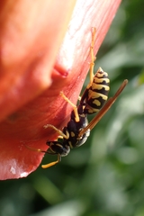 Polistes dominula