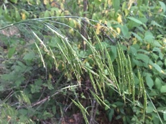 Bromus vulgaris