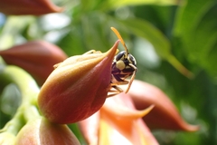 Polistes dominula