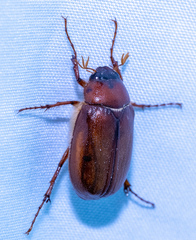 Phyllophaga futilis