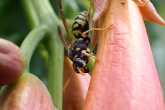Polistes dominula