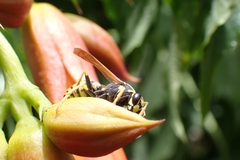 Polistes dominula